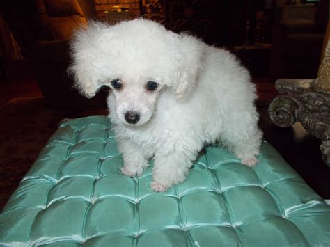 reputable poodle breeders|best teacup poodle breeders.